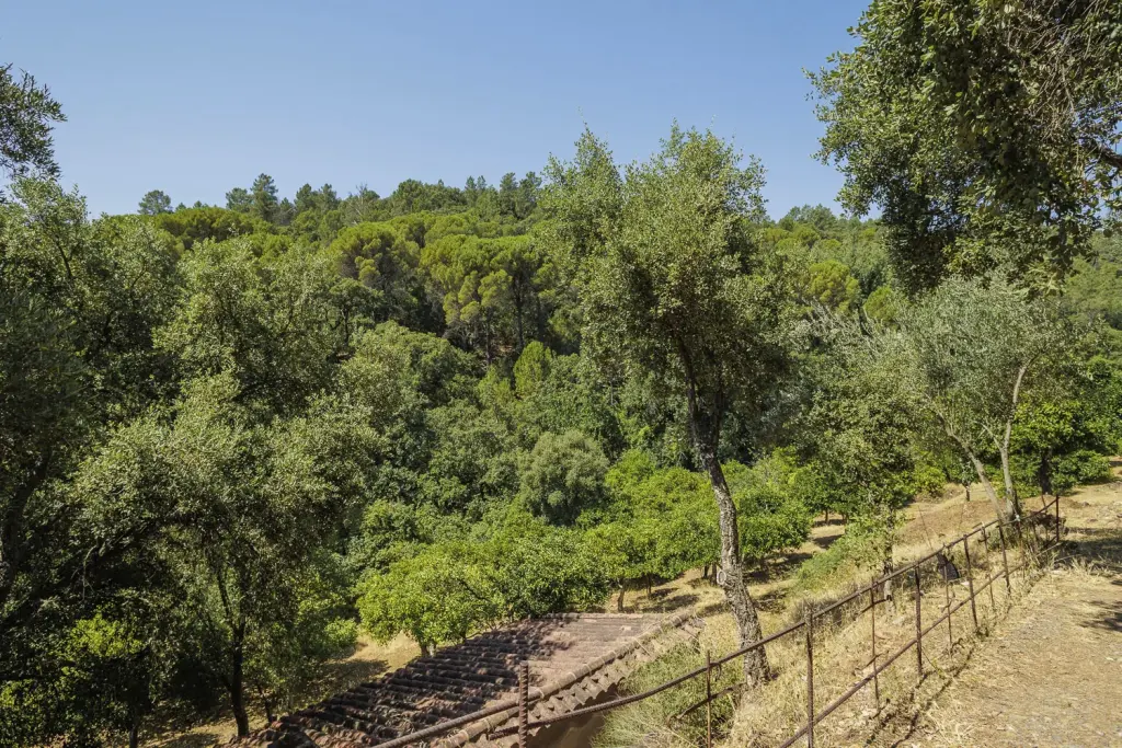 Bancales de frutales y bosque de la Sierra de Aracena en la finca