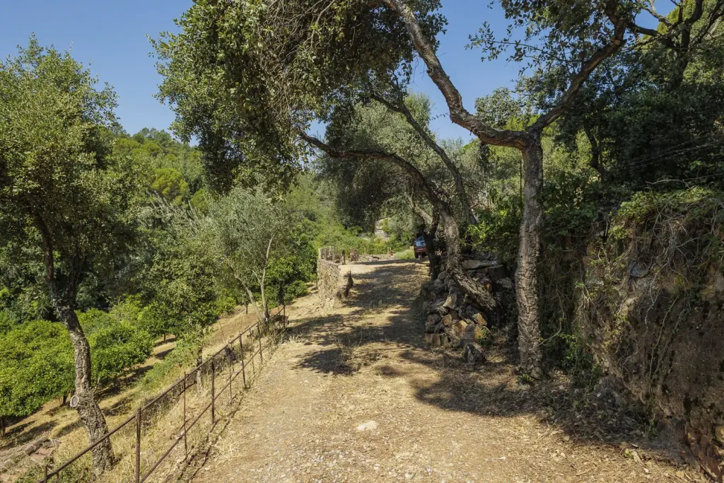 Camino entre olivos y muro de piedra en la finca de La Toscana