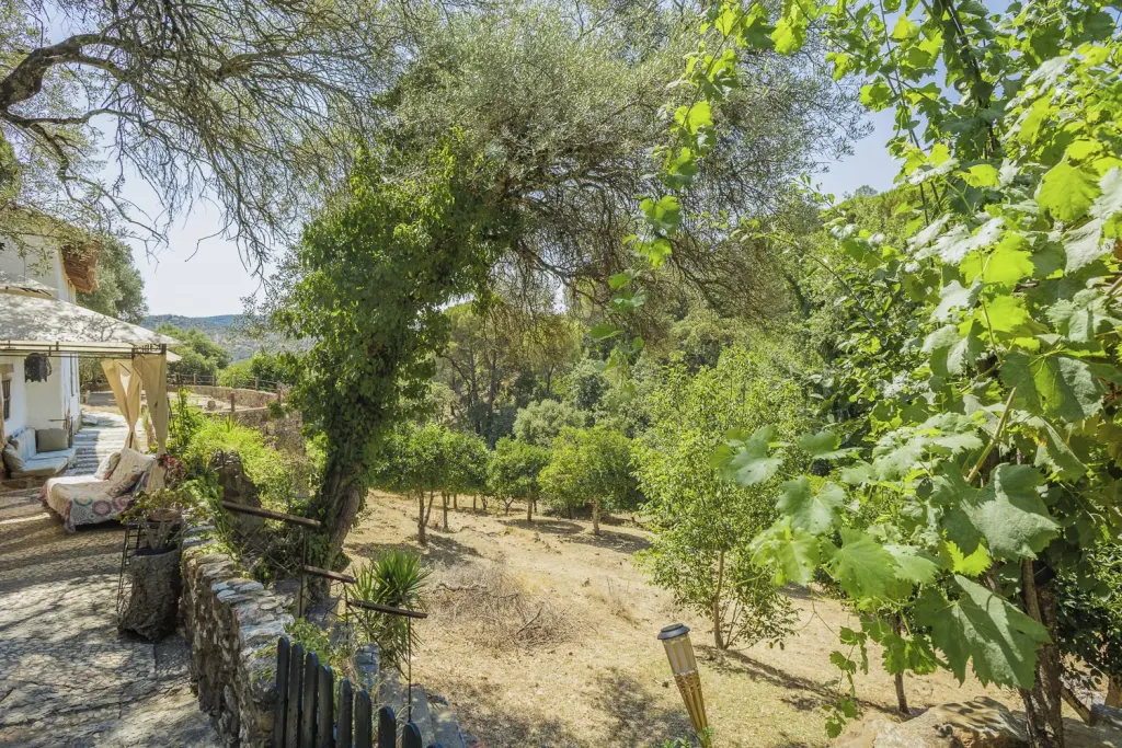 Jardín con parra y olivo junto a la esquina encalada de la casa