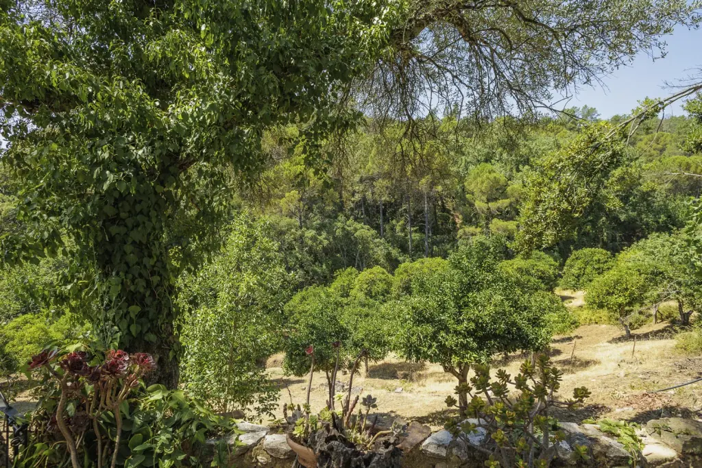 Árboles frutales y encinas en los jardines de la finca